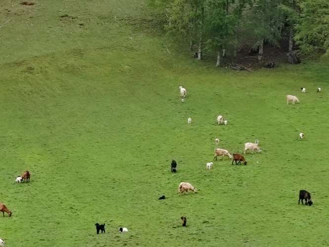 MARA CAMPO DE 18,6 HECTÁREAS CON BOSQUE NATIVO EN