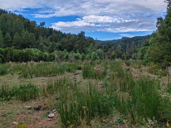 MARA CAMPO DE 18,6 HECTÁREAS CON BOSQUE NATIVO EN