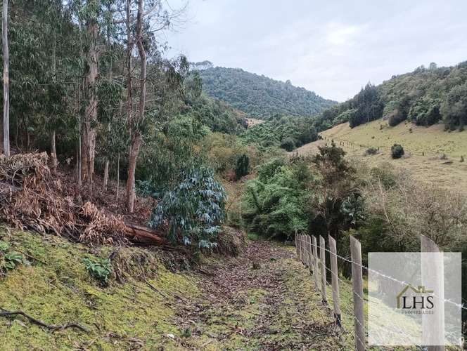 4. 4,49 Ha en Quinchao | Acceso pavimentado, factibilidad eléctrica y vertientes