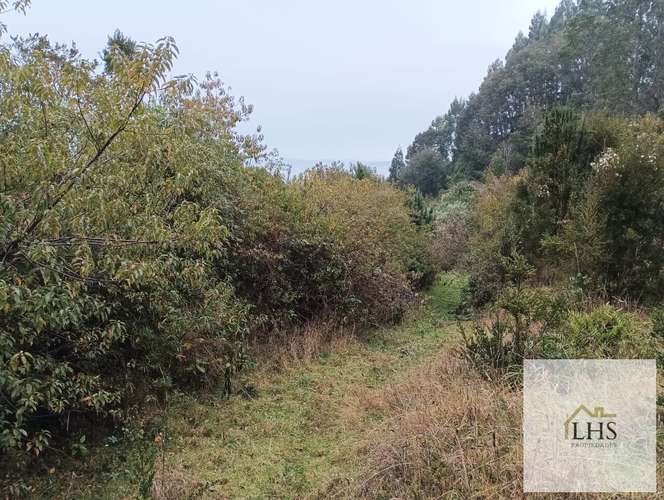 4. 4,49 Ha en Quinchao | Acceso pavimentado, factibilidad eléctrica y vertientes