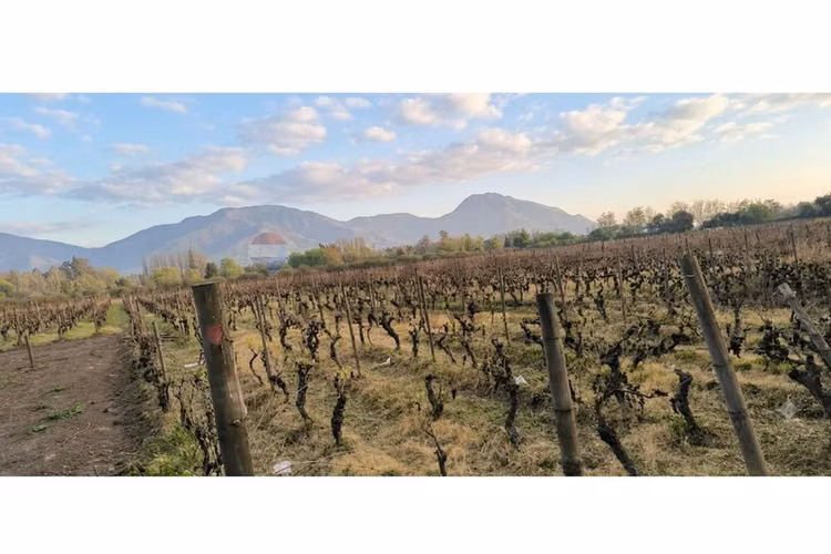 Parcela única en el corazón del valle de colchagua - Imagen 5