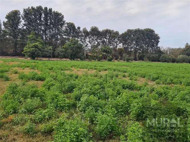 Vendo Ultimas Parcelas,condominio seguro,Trebulco,I d Maipo - Imagen 4