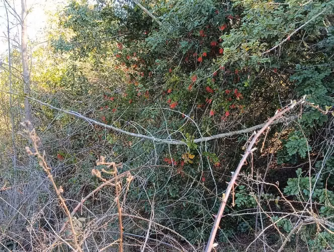 Terreno con bosque nativo