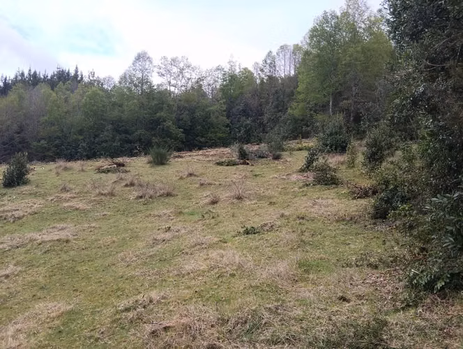 Terreno con bosque nativo