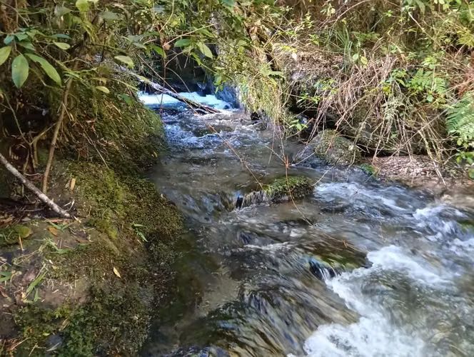 Terreno con bosque nativo
