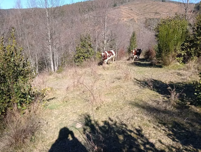 Terreno con bosque nativo