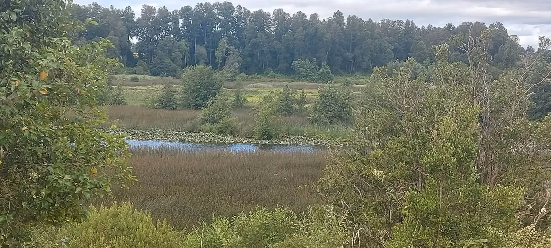 ¡Parcela con linda vista a 15 minutos de Valdivia, agua y luz! - Imagen 6
