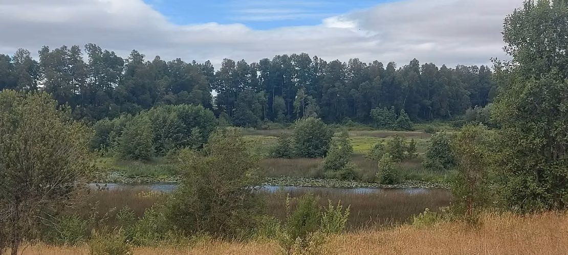 ¡Parcela con linda vista a 15 minutos de Valdivia, agua y luz! - Imagen 4