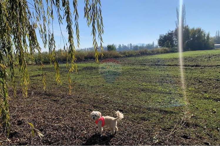 Parcela en pichidegua bajamos el precio
