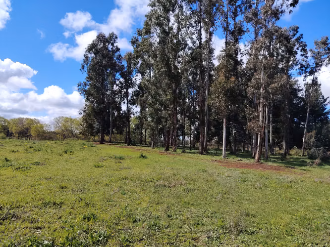 Parcelas a 6.5 kilómetros de Mulchén
