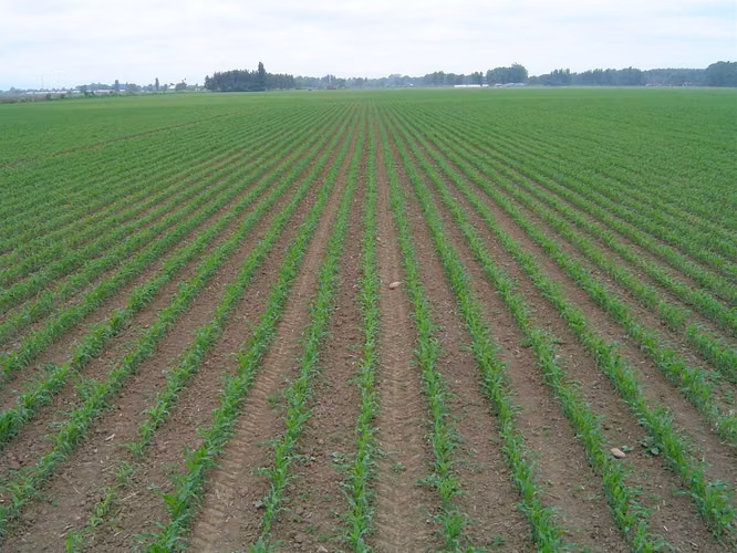 Terreno agrícola con derechos de agua - Imagen 2