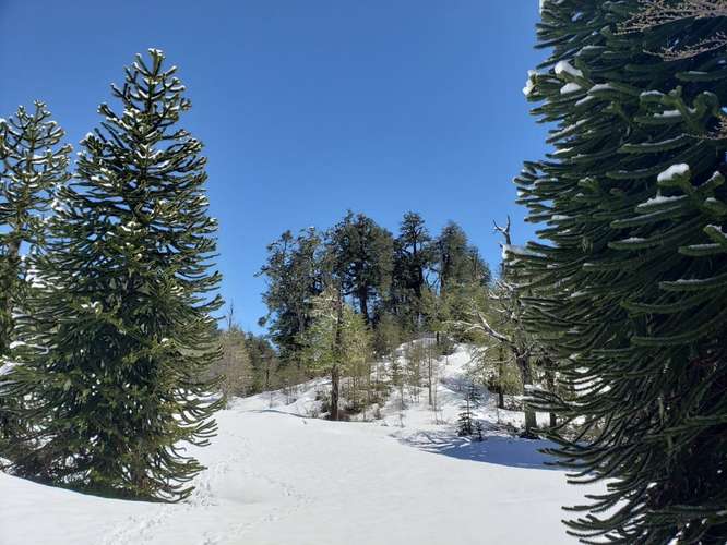 MAJESTUOSO CAMPO DE 209,5 HECTAREAS EN MELIPEUCO OPORTUNIDAD UNICA