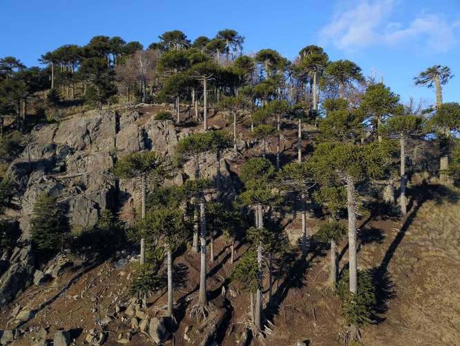 MAJESTUOSO CAMPO DE 209,5 HECTAREAS EN MELIPEUCO OPORTUNIDAD UNICA