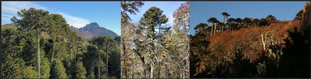 MAJESTUOSO CAMPO DE 209,5 HECTAREAS EN MELIPEUCO OPORTUNIDAD UNICA