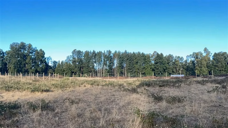 PARCELA Parcela en Camino Correntoso, sector Loncotraro - Imagen 4