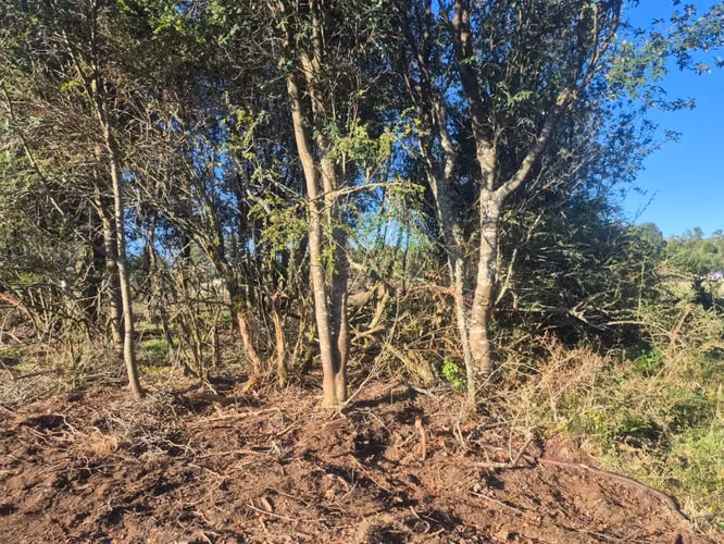 Parcela en venta Fundo Dos Lomas, La Vara - Imagen 5