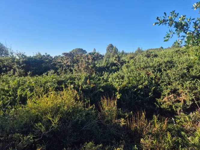 Parcela en venta Fundo Dos Lomas, La Vara - Imagen 4