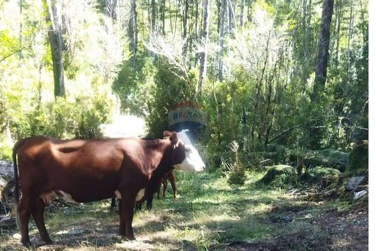 Parcela 5.000 m² con opción de mayor superficie