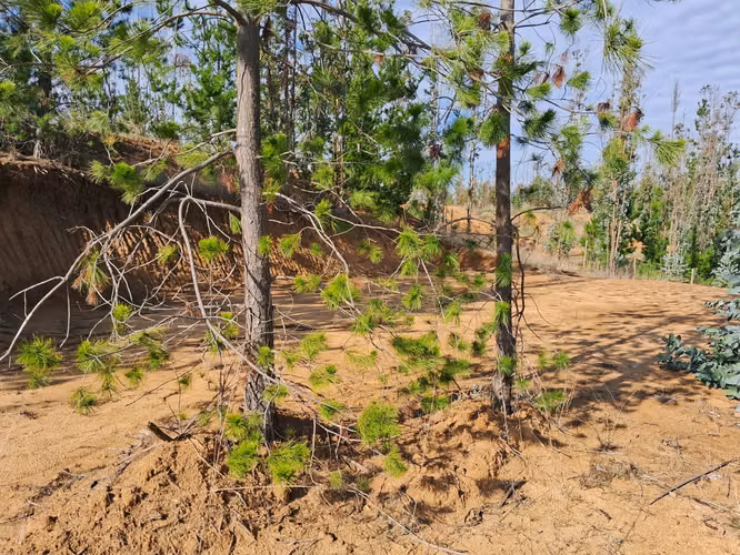 PARCELA 5000 MTS LISTA PARA CONSTRUIR EN VIVE BUCALEMU - Imagen 23
