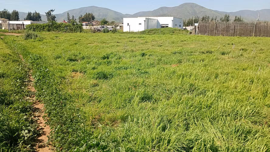 Parcela 5.001 Mts2 Rol Propio Sector Pan De Azúcar Coquimbo