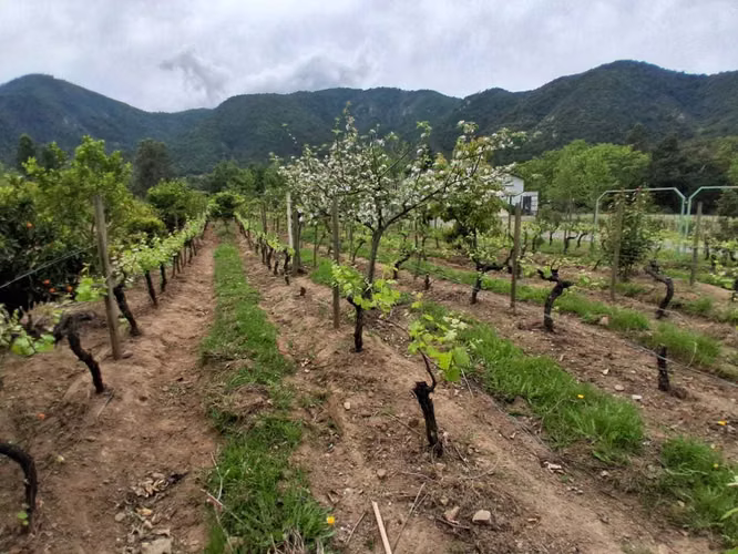 Venta Parcela Ruta del Vino, Nancagua: 2 casas (184438)