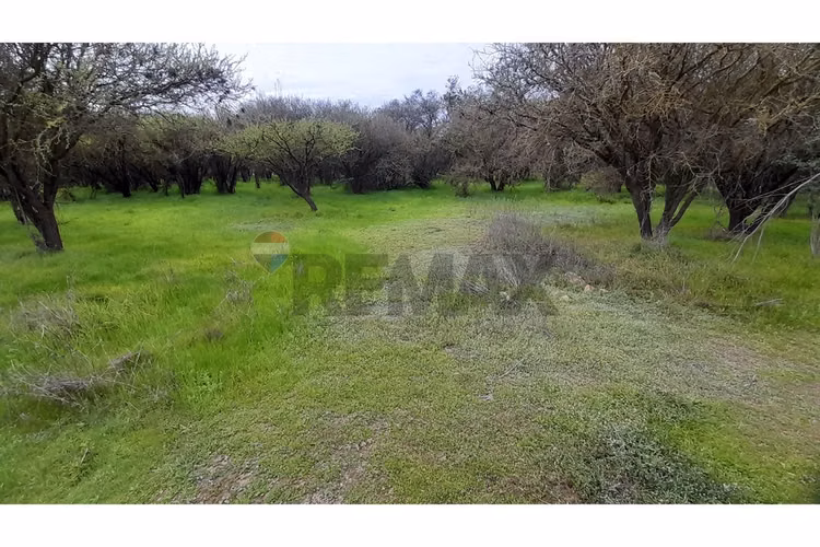 La mejor parcela de la foresta, zapallar - Imagen 20