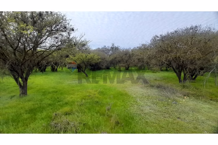 La mejor parcela de la foresta, zapallar - Imagen 11