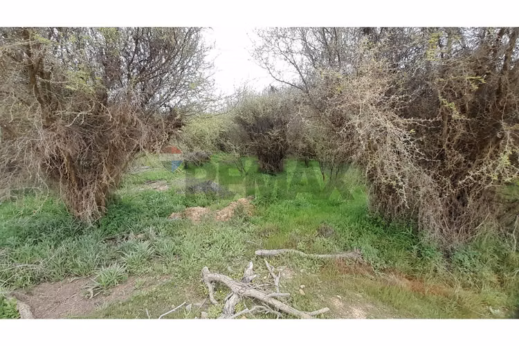 La mejor parcela de la foresta, zapallar - Imagen 23