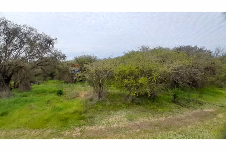 La mejor parcela de la foresta, zapallar - Imagen 21