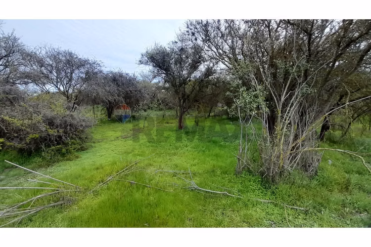La mejor parcela de la foresta, zapallar - Imagen 19
