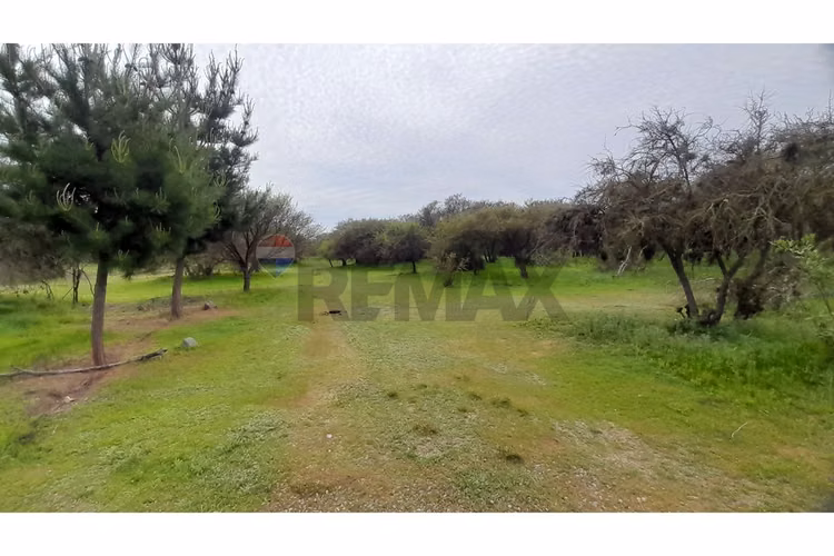 La mejor parcela de la foresta, zapallar - Imagen 10