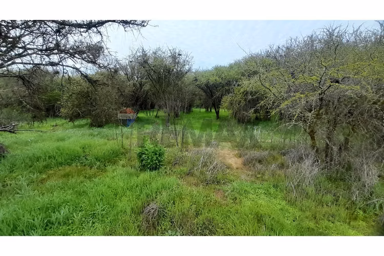 La mejor parcela de la foresta, zapallar - Imagen 22