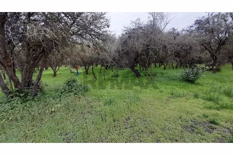 La mejor parcela de la foresta, zapallar - Imagen 12