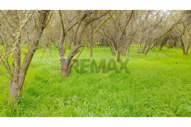 La mejor parcela de la foresta, zapallar - Imagen 9