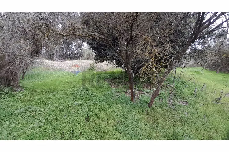 La mejor parcela de la foresta, zapallar - Imagen 17