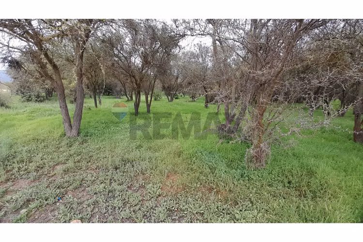 La mejor parcela de la foresta, zapallar - Imagen 14