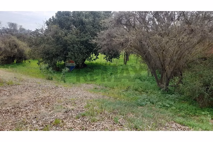 La mejor parcela de la foresta, zapallar - Imagen 16