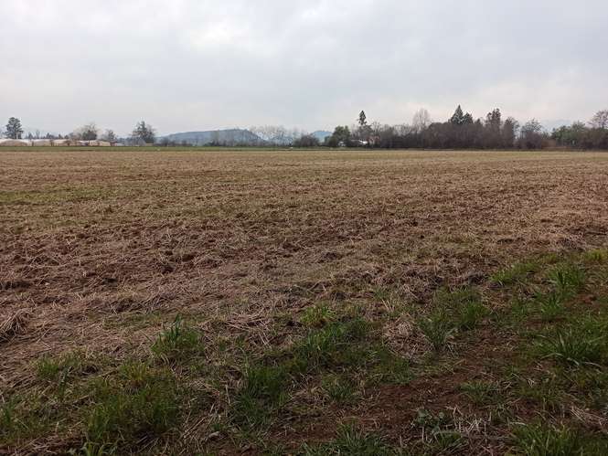 CAMPO, AGRÍCOLA EN VENTA, 21 HA, SAN CLEMENTE - Imagen 16