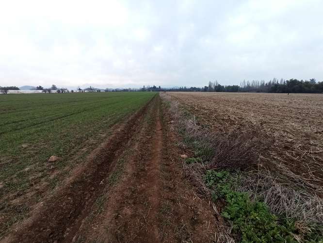 CAMPO, AGRÍCOLA EN VENTA, 21 HA, SAN CLEMENTE - Imagen 17