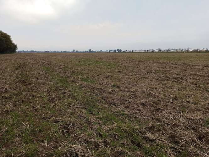 CAMPO, AGRÍCOLA EN VENTA, 21 HA, SAN CLEMENTE - Imagen 18