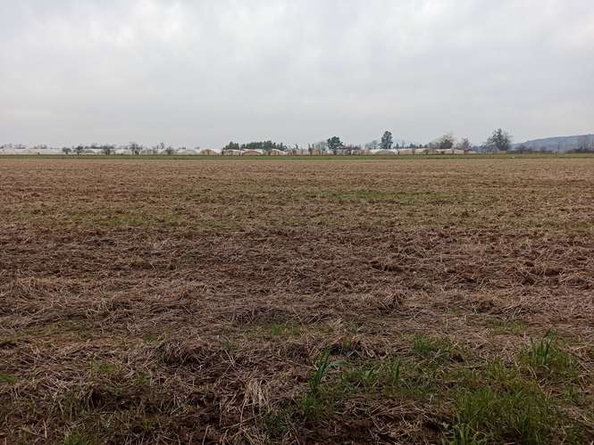 CAMPO, AGRÍCOLA EN VENTA, 21 HA, SAN CLEMENTE - Imagen 20