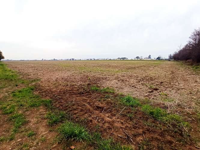 CAMPO, AGRÍCOLA EN VENTA, 21 HA, SAN CLEMENTE - Imagen 5