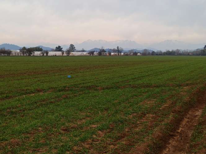 CAMPO, AGRÍCOLA EN VENTA, 21 HA, SAN CLEMENTE - Imagen 15