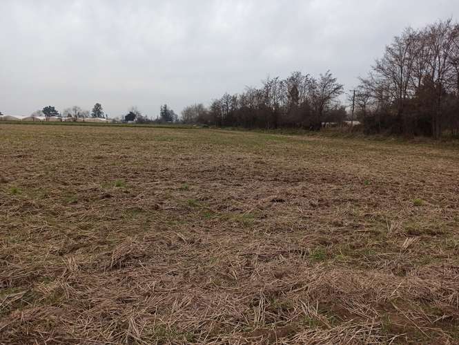 CAMPO, AGRÍCOLA EN VENTA, 21 HA, SAN CLEMENTE - Imagen 6