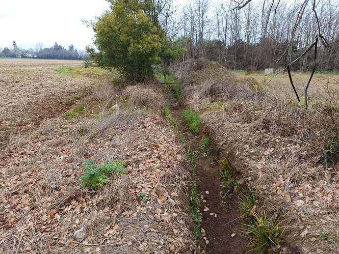CAMPO, AGRÍCOLA EN VENTA, 21 HA, SAN CLEMENTE - Imagen 2