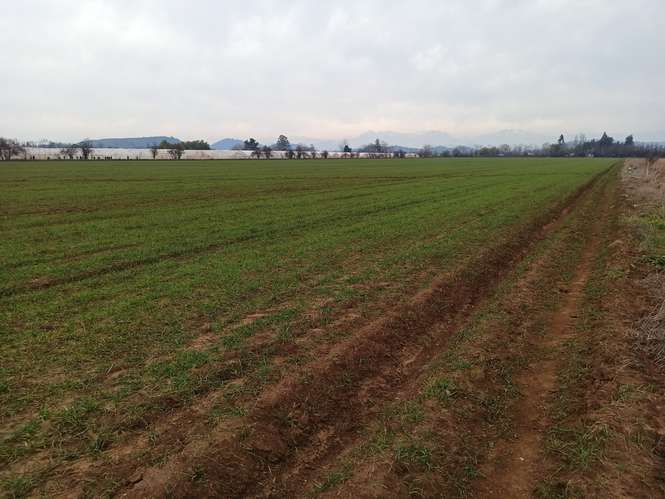 CAMPO, AGRÍCOLA EN VENTA, 21 HA, SAN CLEMENTE - Imagen 8