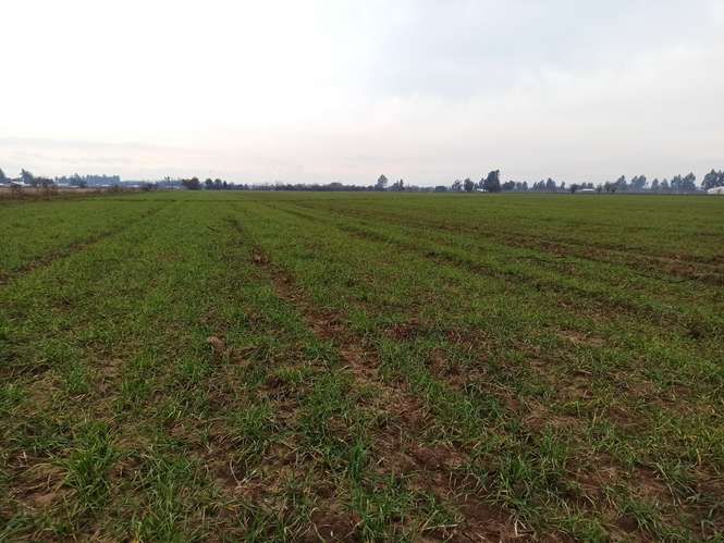 CAMPO, AGRÍCOLA EN VENTA, 21 HA, SAN CLEMENTE - Imagen 19