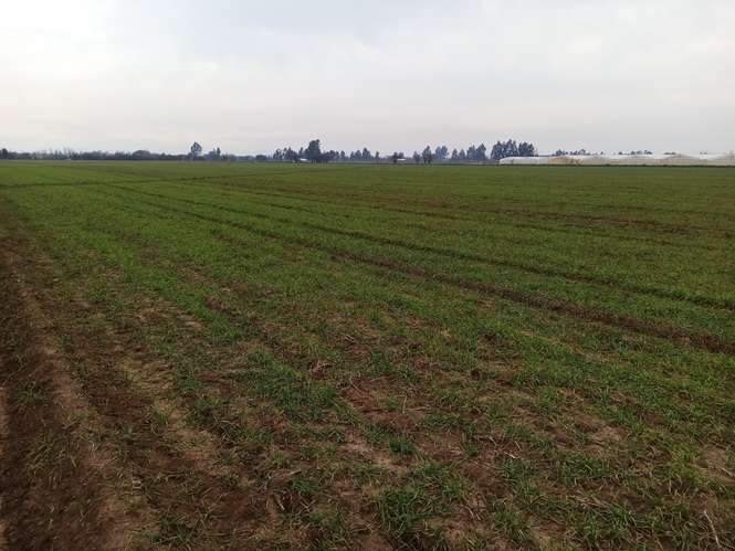 CAMPO, AGRÍCOLA EN VENTA, 21 HA, SAN CLEMENTE