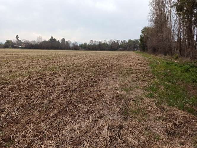 CAMPO, AGRÍCOLA EN VENTA, 21 HA, SAN CLEMENTE - Imagen 7