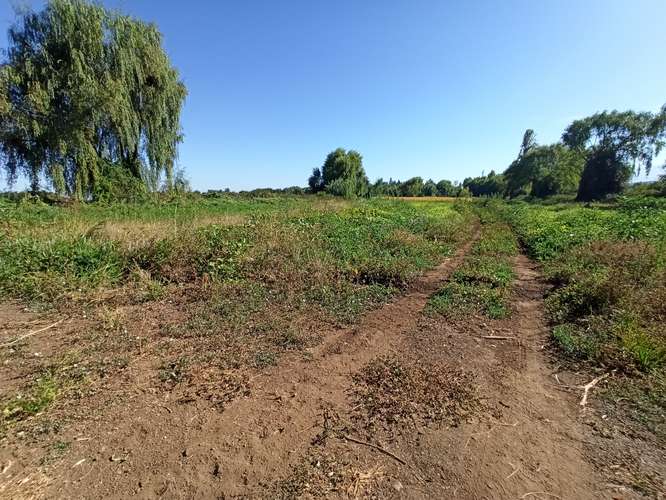 TERRENO AGRÍCOLA EN VENTA, CAMPO DE 60 HA, TENO